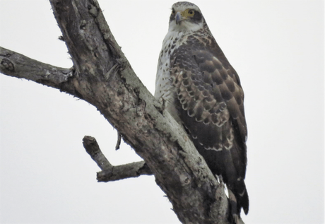 Crested serpent eagle at Suhelwa