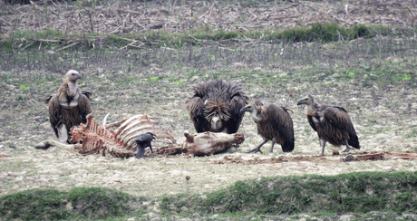 A wake of vultures at work