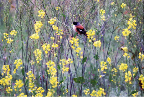 Long tailed shrike in Suhelwa