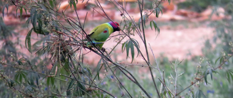 Plum headed parakeet at Suhelwa