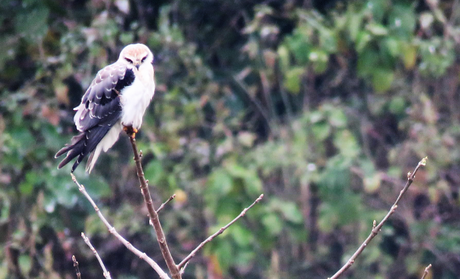 A shikra at Suhelwa