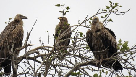 Vultures and a serpent eagle at Suhelwa