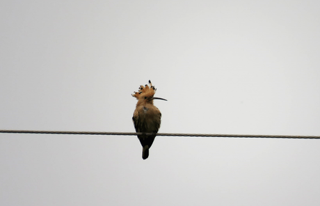 Common Hoopoe at Suhelwa