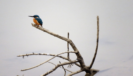 White breasted king fisher at Suhelwa