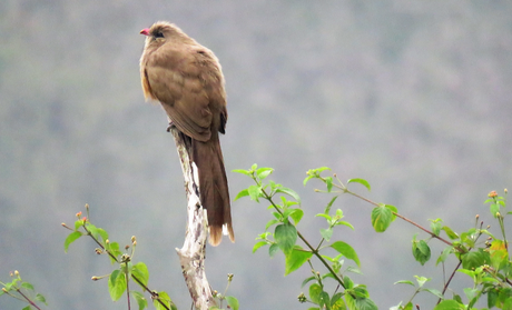 The Sirkeer Malkoha at Suhelwa