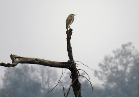 Pond heron in Suhelwa