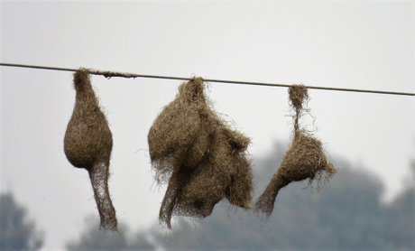 Baya weaver bird nests