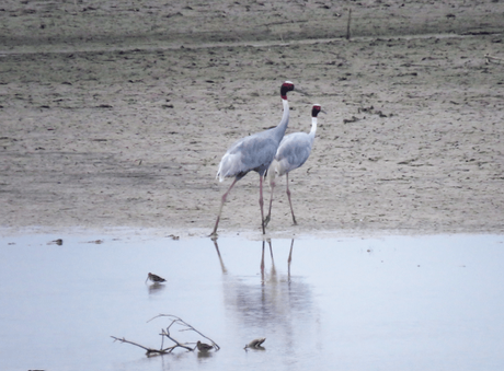 Sarus crane at Suhelwa