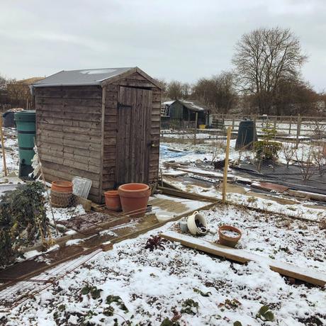 Allotment Snooping In The Snow