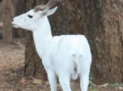 DAILY PHOTO: White Deer Mysore