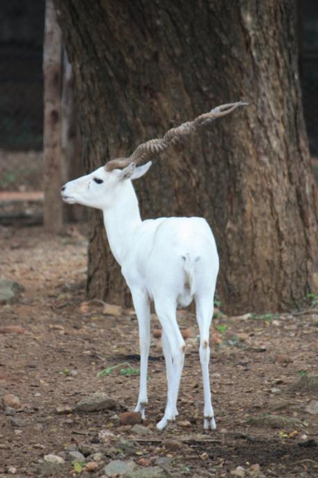 DAILY PHOTO: White Deer of Mysore Zoo