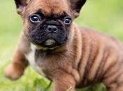 French Bulldog Puppy Dies Luggage Compartment