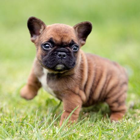 French bulldog puppy dies in the luggage compartment