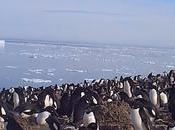 Video: Explore Massive Penguin Mega-Colony Antarctic