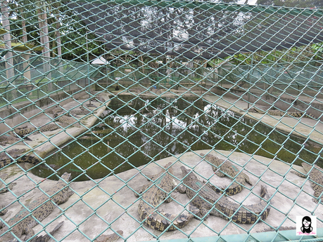 Davao Crocodile Park | Blushing Geek