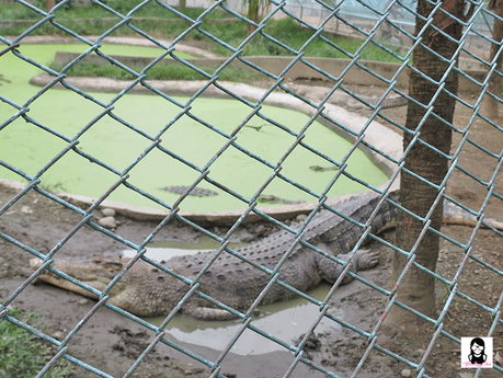 Davao Crocodile Park | Blushing Geek