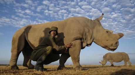 World's Last Remaining Male Northern White Rhino Dies