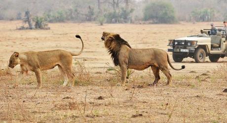 Africa Tanzania Ruaha Lions