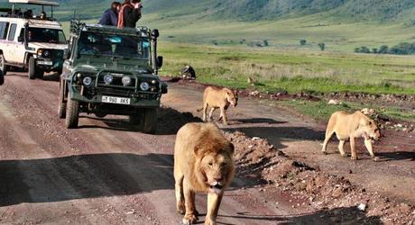 Kenya or Tanzania: Which wilderness safari is the one for you?