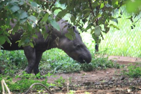 DAILY PHOTO: Zoo Creatures of Mysore