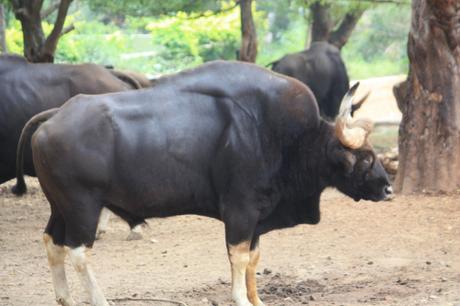 DAILY PHOTO: Zoo Creatures of Mysore