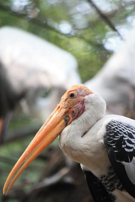 DAILY PHOTO: Zoo Creatures of Mysore