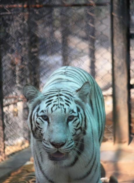 DAILY PHOTO: Zoo Creatures of Mysore