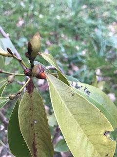 Irritating Plant of the Month - Magnolia Fairy Blush - again