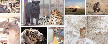 Wild Animal Sanctuary Adds 9,004 Acres To Its Colorado Operation