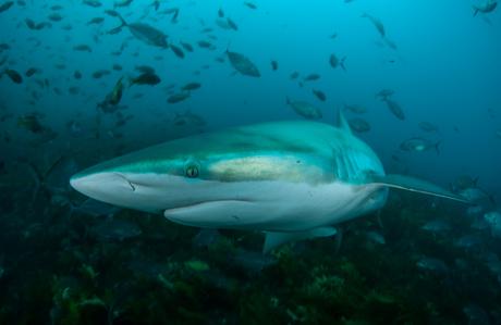 Predicting sustainable shark harvests when stock assessments are lacking
