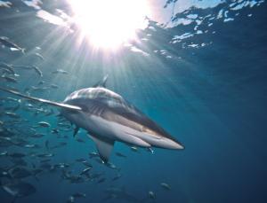 Predicting sustainable shark harvests when stock assessments are lacking