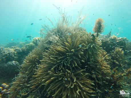 Staghorn corals