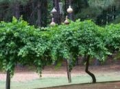 Spring Bounty God's Prophecies