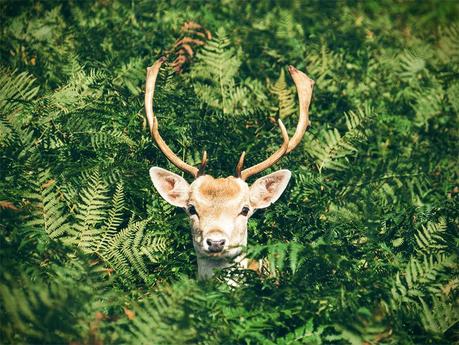 Backyard Jungle: 5 Animals You Might Encounter in Your Backyard