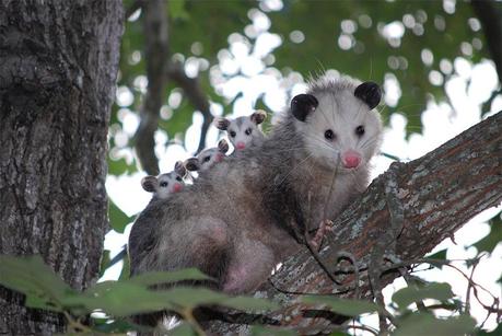 Backyard Jungle: 5 Animals You Might Encounter in Your Backyard