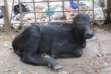 language problem ... not humans this time !!!