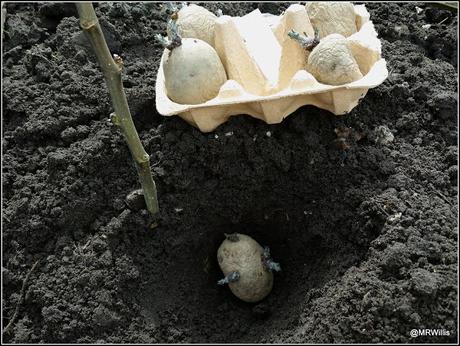 Potato-planting at the new plot