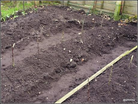 Potato-planting at the new plot