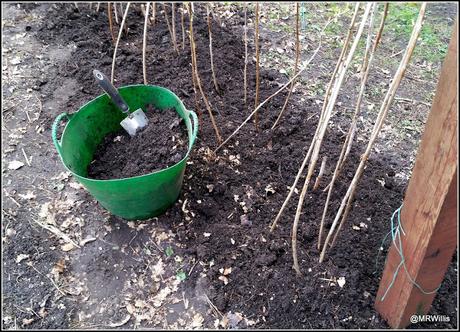 Potato-planting at the new plot