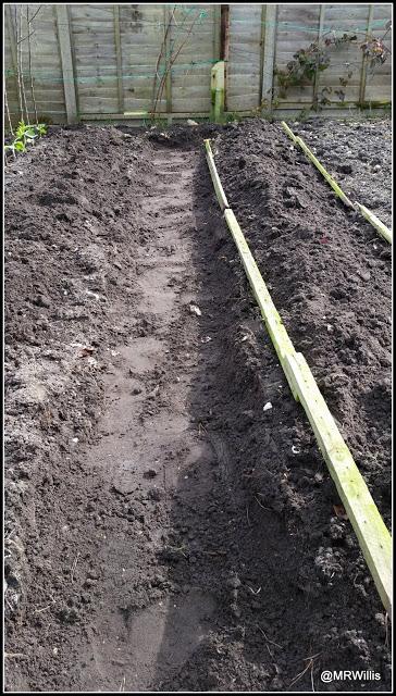 Potato-planting at the new plot