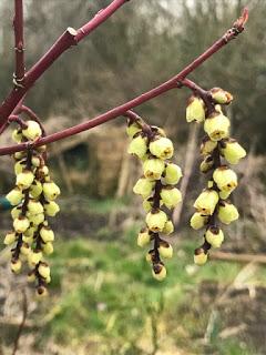 A special day at the Hardy Plant Society Annual Lecture Day and AGM: Devon 2018