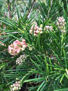 A special day at the Hardy Plant Society Annual Lecture Day and AGM: Devon 2018