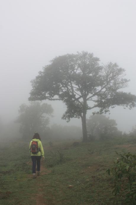 DAILY PHOTO: Tree on a Foggy Mountain