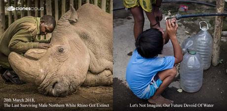 Sudan was the last male Northern White Rhino who died at the age of 45