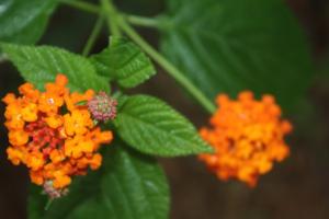 POEM: Greens & Oranges