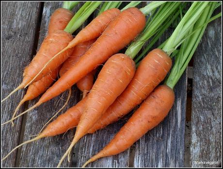 Sowing Carrots