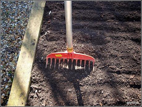 Sowing Carrots