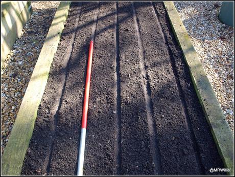 Sowing Carrots