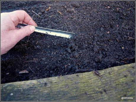 Sowing Carrots