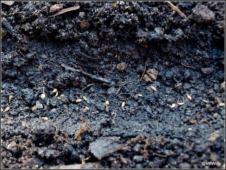 Sowing Carrots